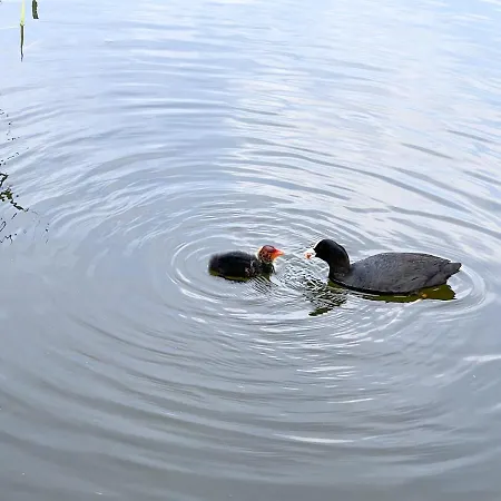 Hausboot Jawe Auf Der Kleinseenplatte Bådhotel Kleinzerlang