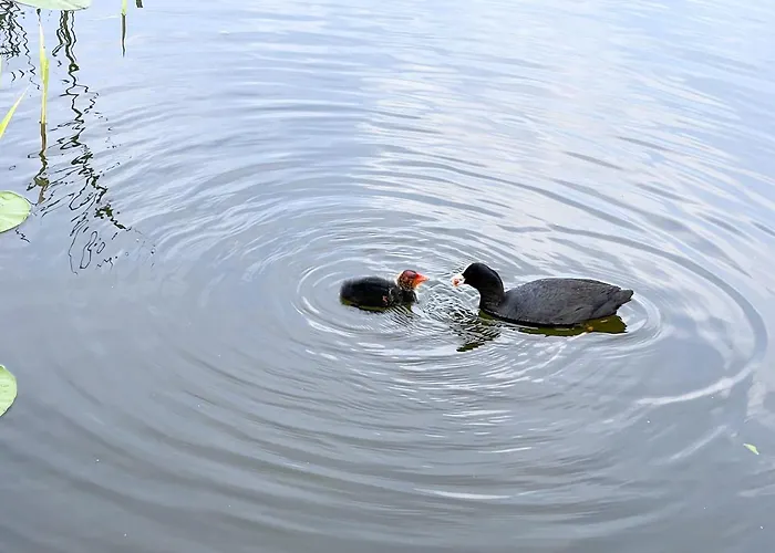 Hausboot Jawe Auf Der Kleinseenplatte Bådhotel Kleinzerlang